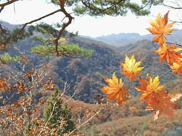 韩国泡菜制作季临近　白菜价高引关注